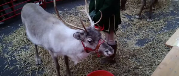 Undercover Footage shows Poor Conditions at London Reindeer Event