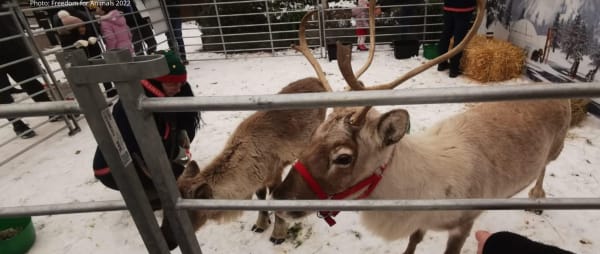 Take Action to Save Reindeer in London!