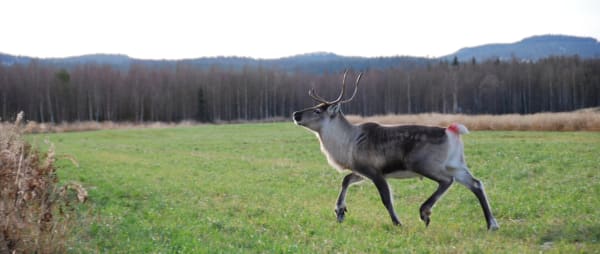 Take Action Against The Reindeer Lodge