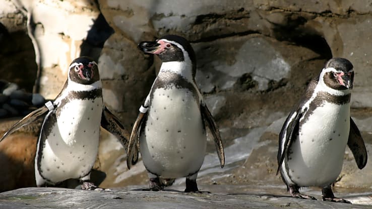Sea Life Penguins on the Move!