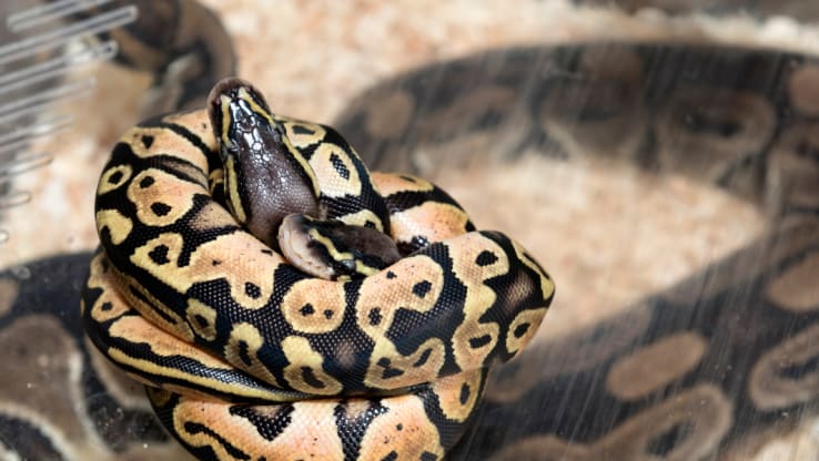 Snakes' Right to Stretch: Urgent Call for DEFRA to Follow Scientific Evidence